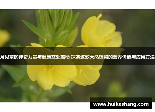 月见草的神奇力量与健康益处揭秘 探索这款天然植物的营养价值与应用方法